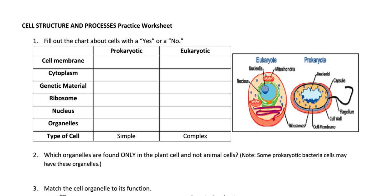 Cell Organelles and their Functions