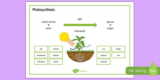 Photosynthesis in Different Organisms