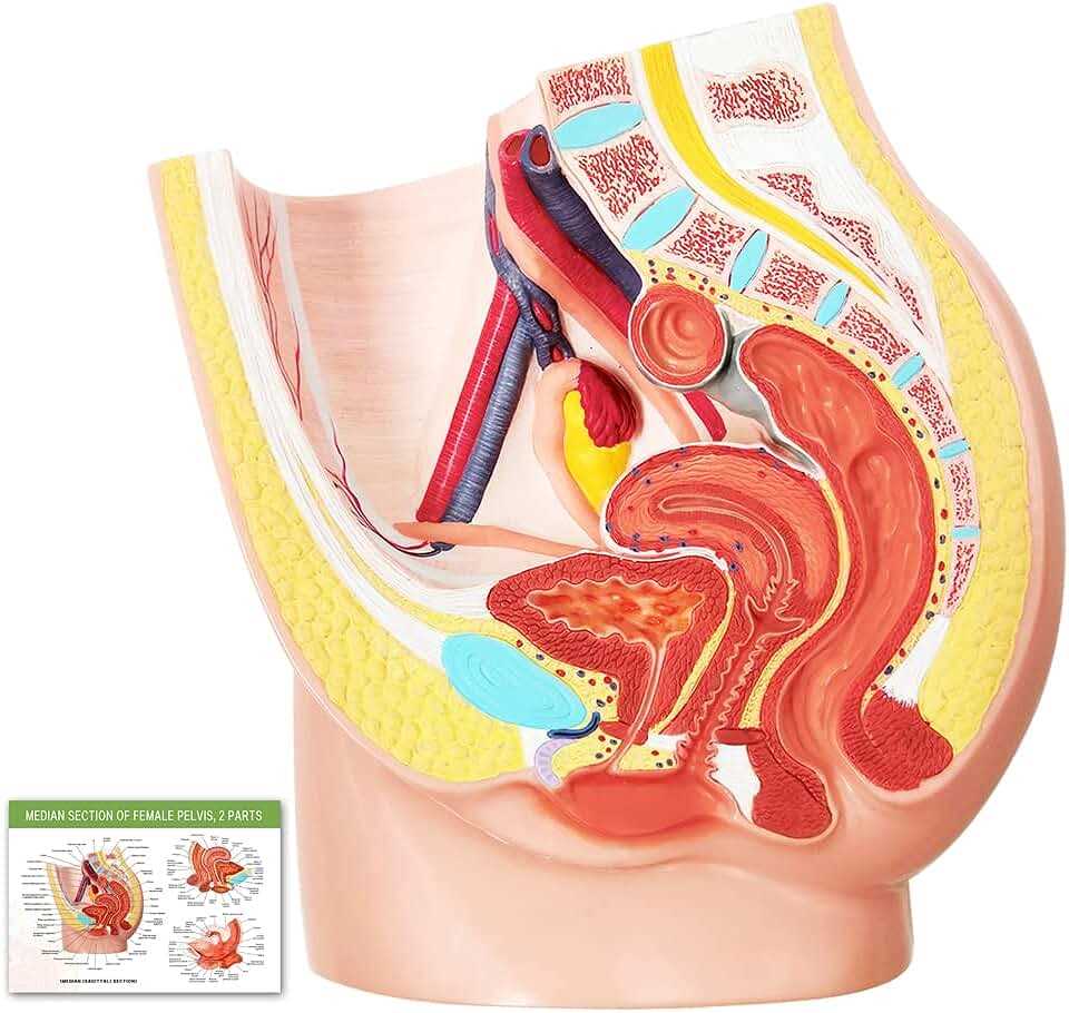 Interpreting the Results of a Female Pelvic Exam