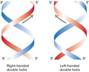 Dna double puzzle answers
