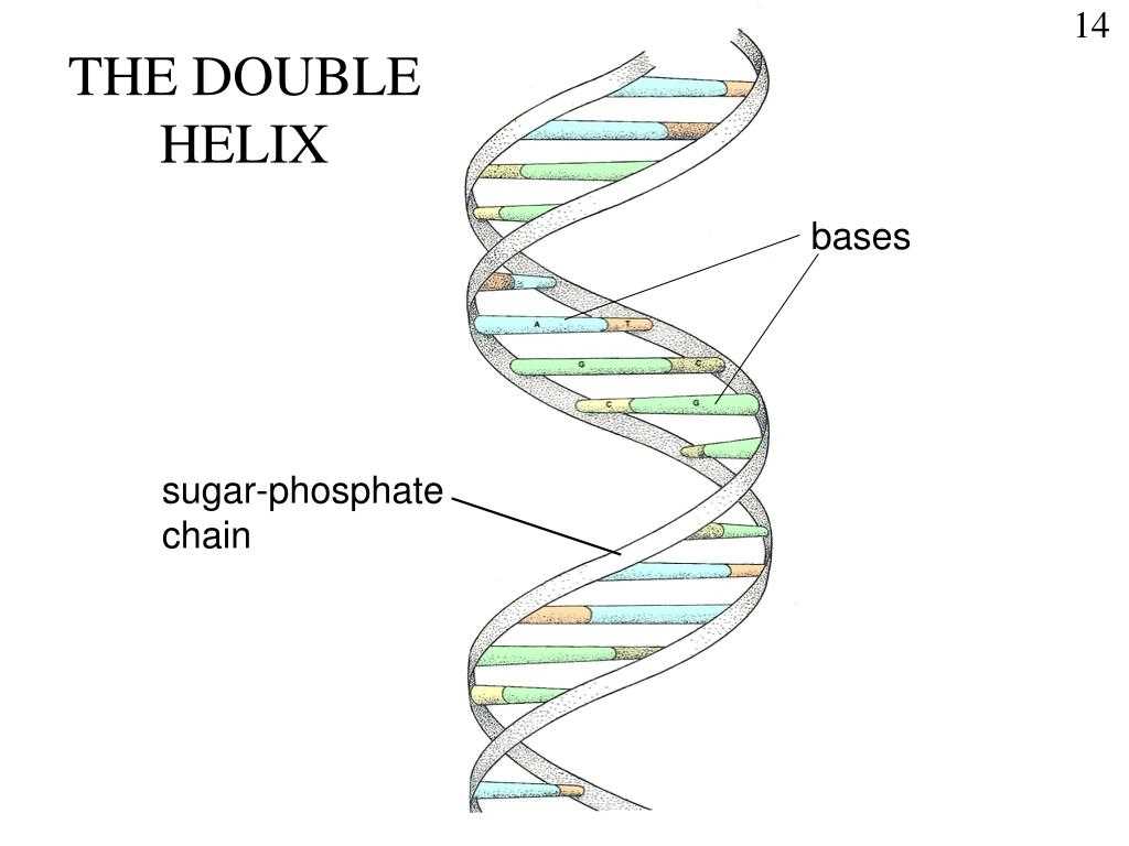 Where to find DNA Double Puzzle answers?