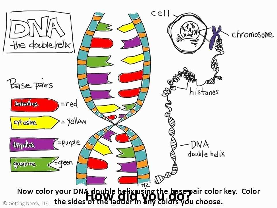 Applications and Importance of Understanding DNA