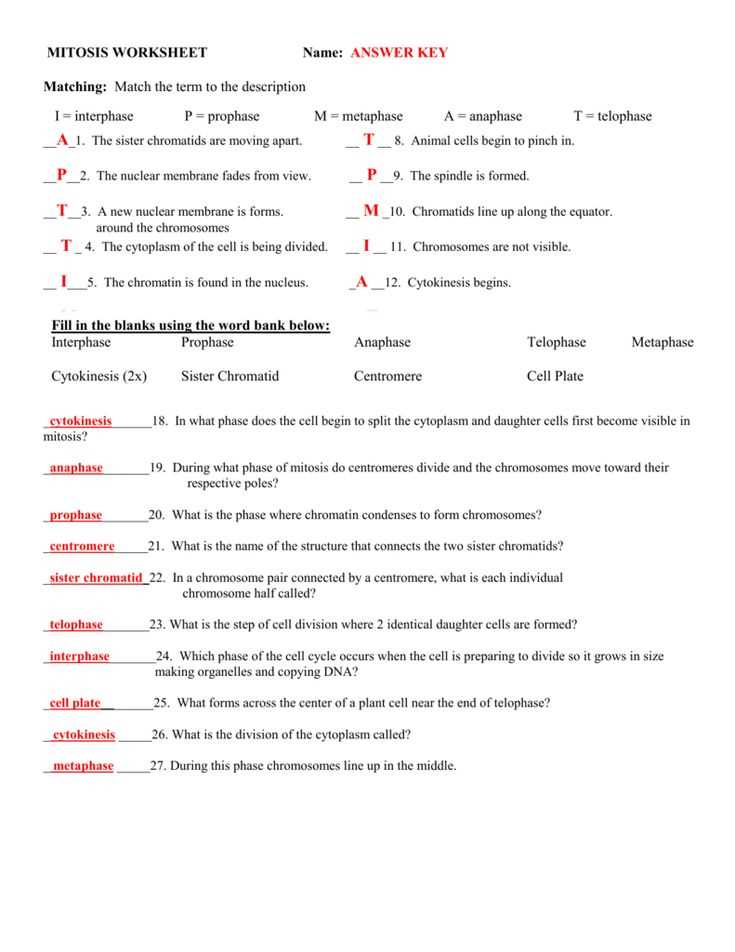 How to Complete the Mitosis Matching Worksheet