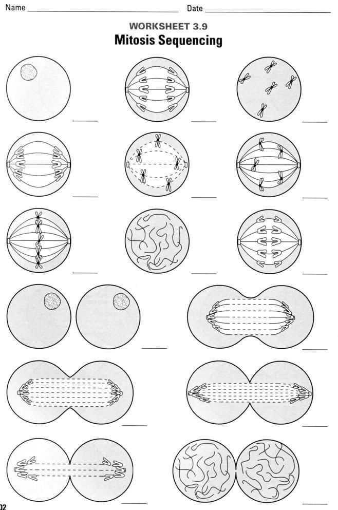 Overview of Mitosis and Cell Division