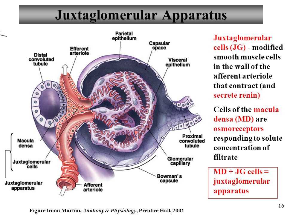 Exam 1 anatomy and physiology