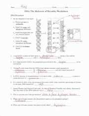 DNA Replication