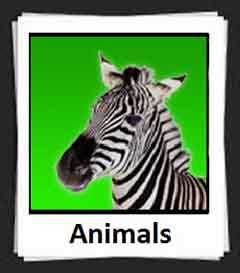 Tips and Tricks for Completing 100pics Animal