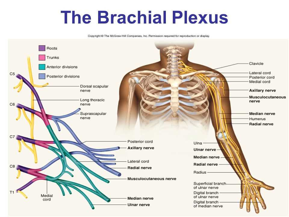 Why Understanding Anatomy and Physiology is Essential for Mastering Medicine