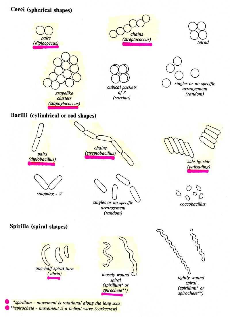 Microbial Structure and Function