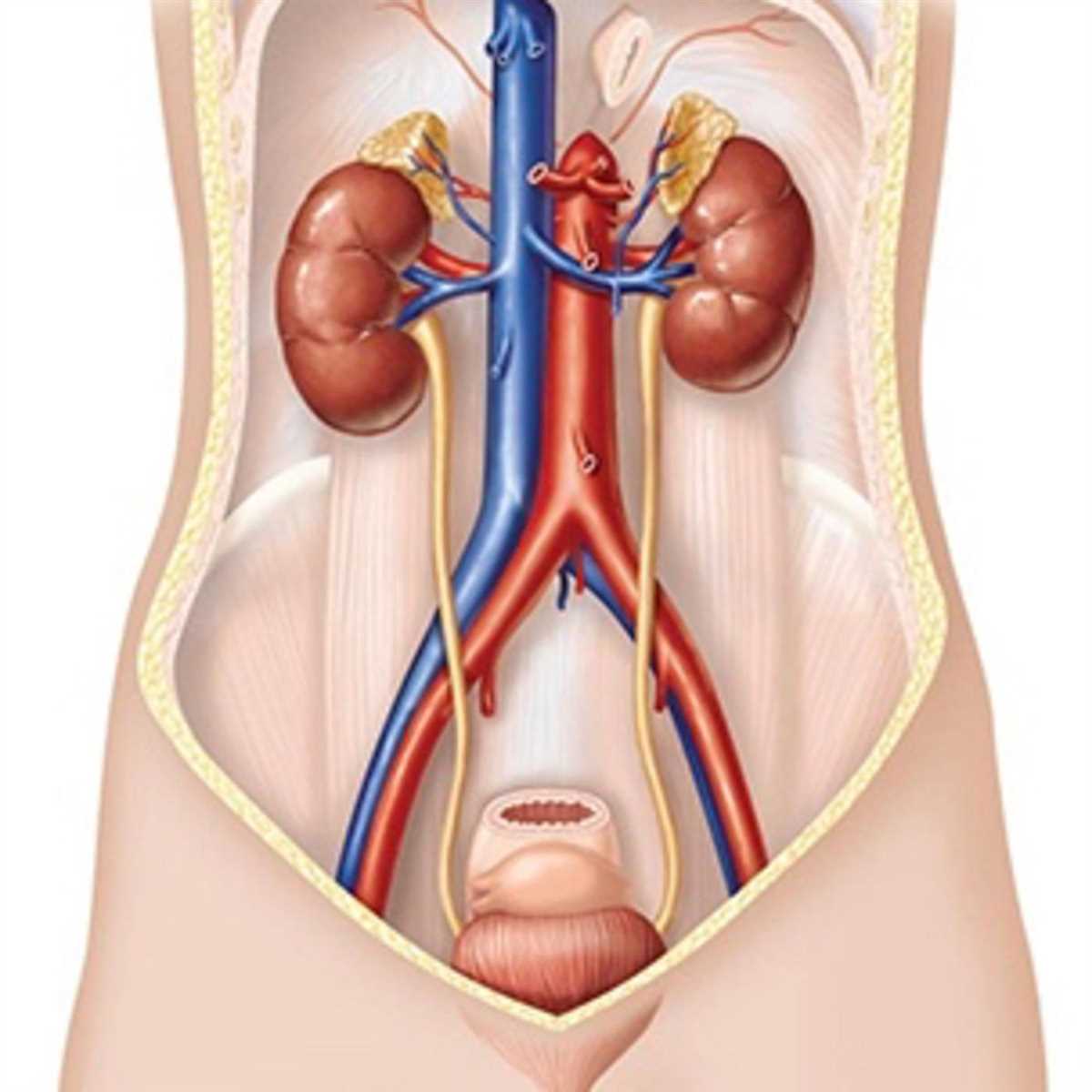 The Importance of Anatomy and Physiology 2 Final Exam