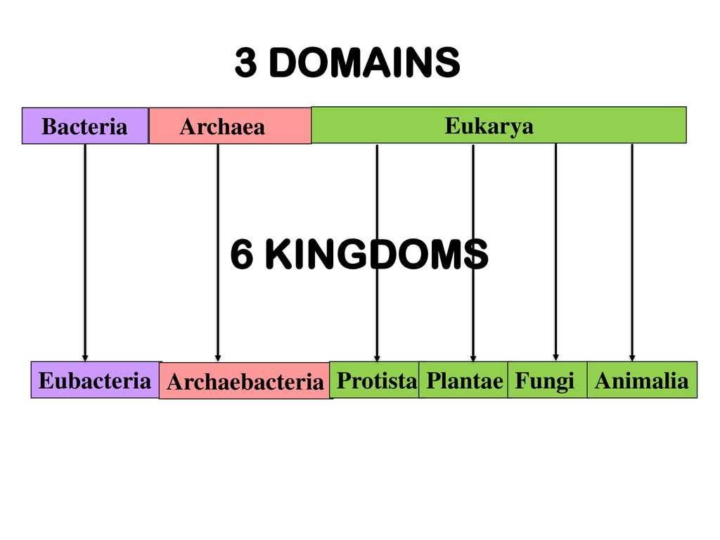 Holt Biology Directed Reading Answers Chapter 8