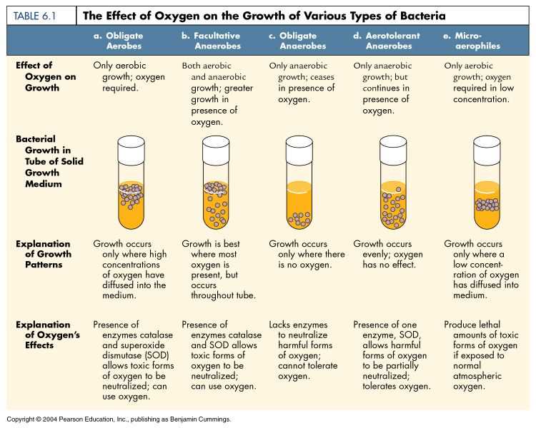 Methods for studying microbial growth: