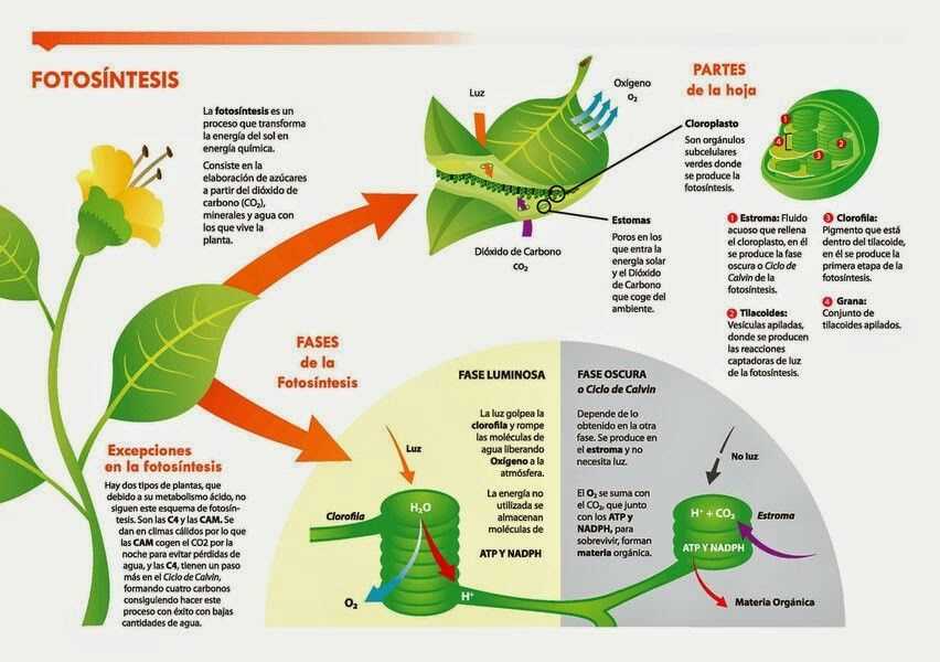 3. How do different plant species adapt their photosynthesis to different environments?