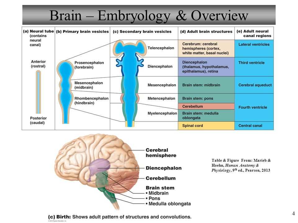 Common Challenges in Understanding Anatomy and Physiology