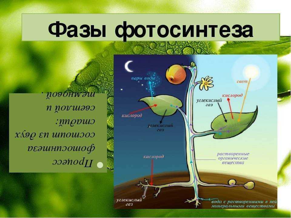2. How does photosynthesis work?