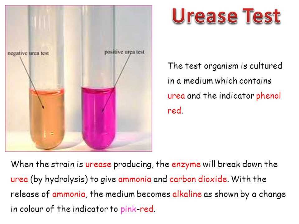 Overview of Microbiology Chapter 5 Test Answers