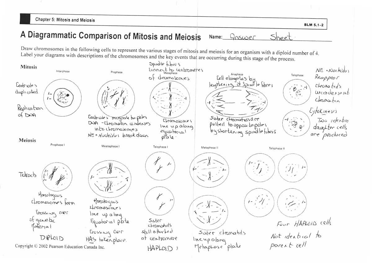 Solutions to the Mitosis Matching Worksheet Mitosis matching worksheet answers