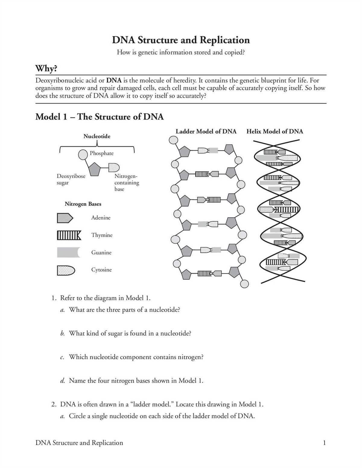 Structure and Composition of DNA