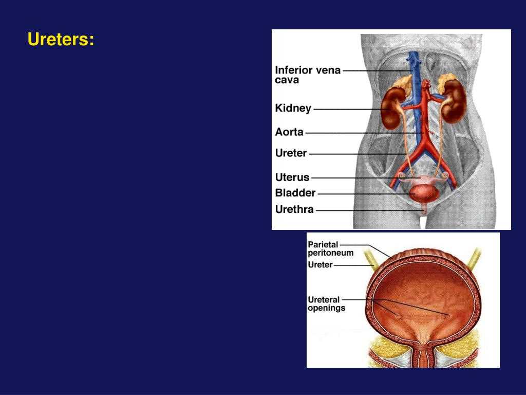 Tips and Strategies for Success on the Anatomy and Physiology 2 Final Exam