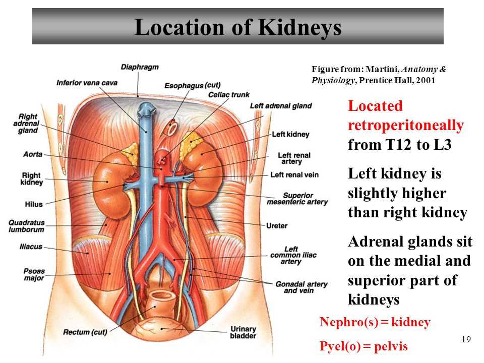 Tissues and Organs