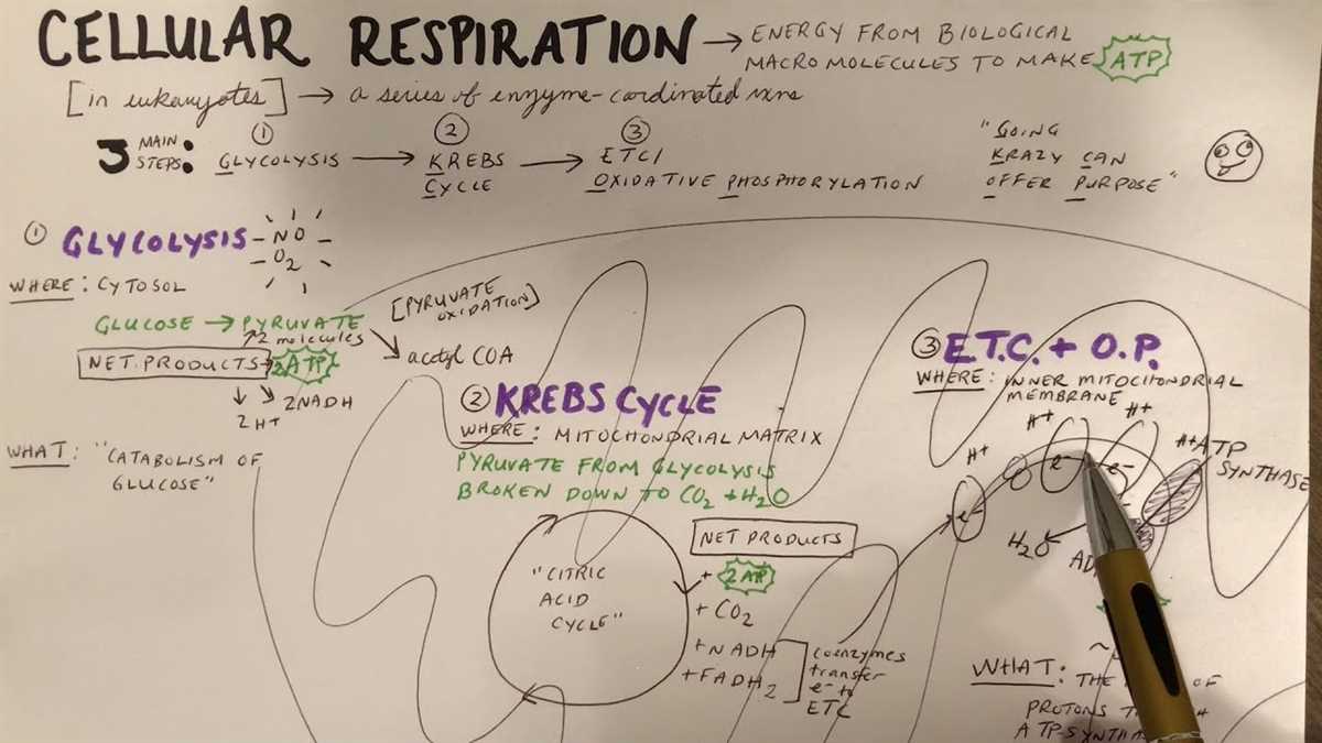 Step-by-Step Procedure for Lab 5: Photosynthesis