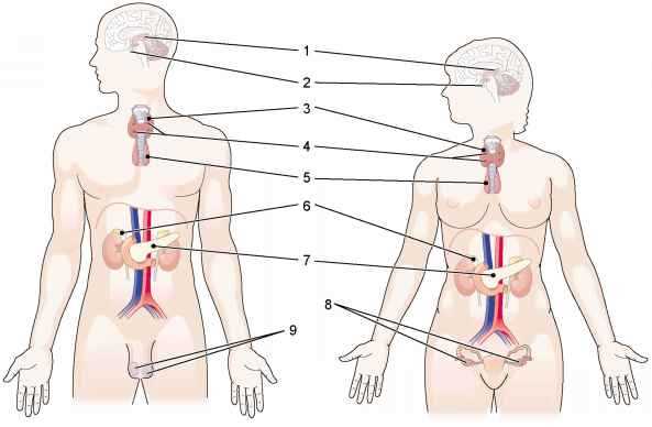 Understanding Medical Terminology