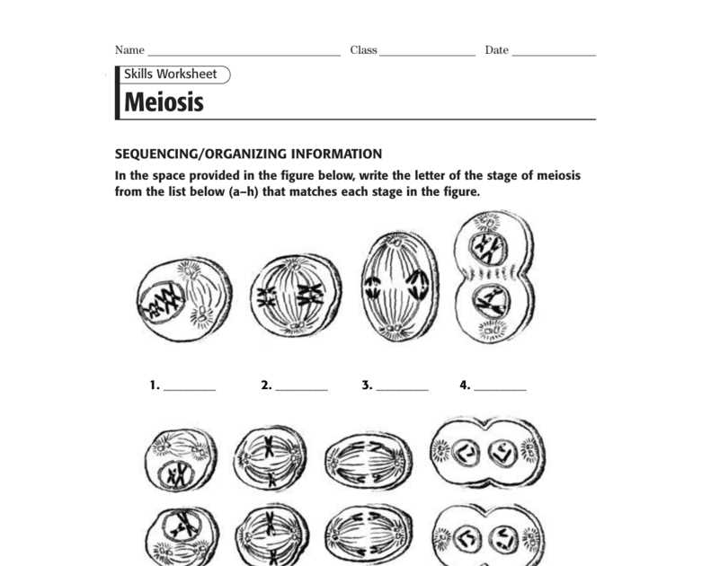 Importance of Mitosis Matching Worksheet