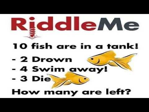 Who Owns the Fish Riddle Answer