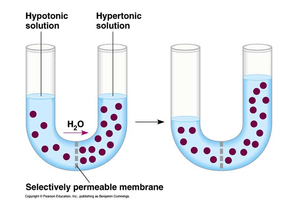 Osmosis Practice Problems: