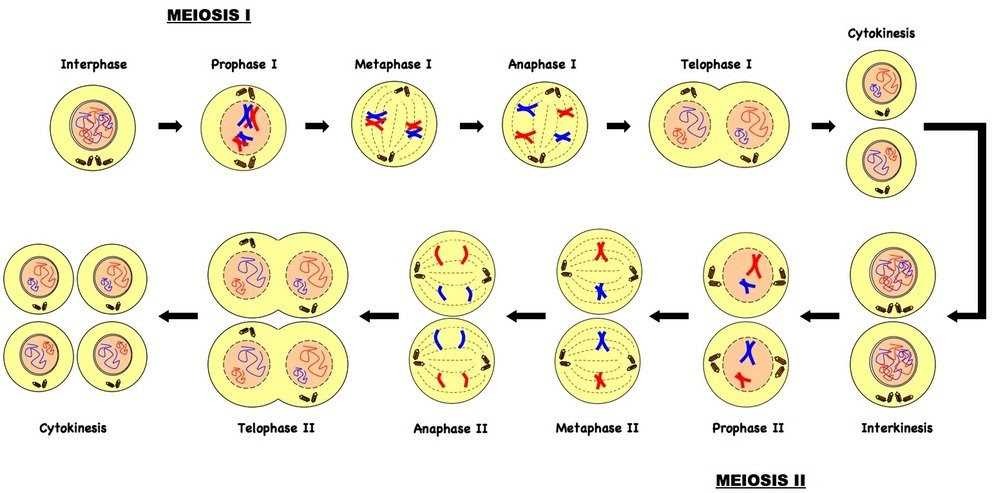 Important Topics for Bio 202 Exam 1