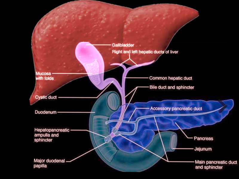 1. Which drug is commonly used to treat high blood pressure?