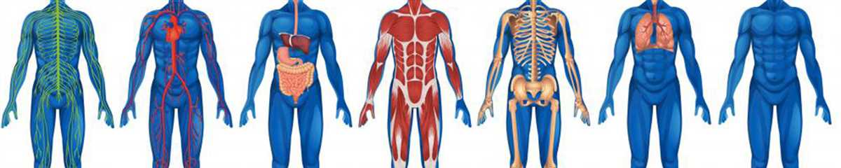 The Importance of Anatomy and Physiology