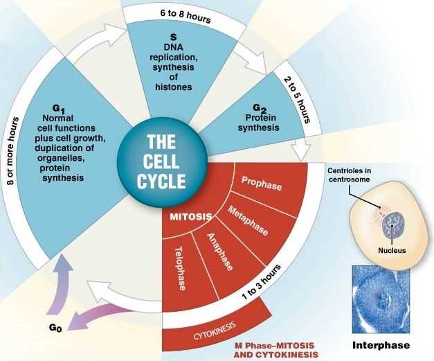 What is cell theory and its significance?