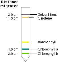 Tips for Studying for Biology 1406 Exam 1