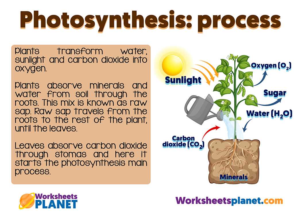 Chapter 8 photosynthesis answers