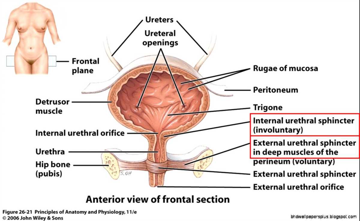 Anatomy