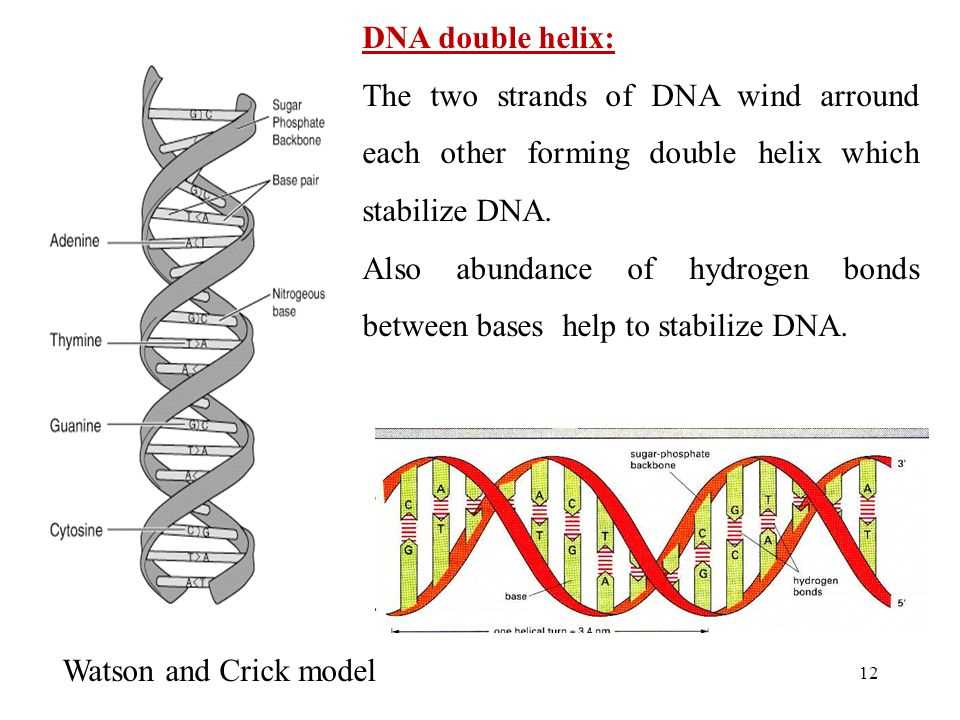 Tips and tricks for solving DNA Double Puzzle