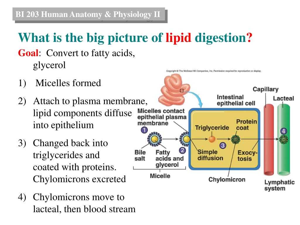 The Structure and Function of the Human Body