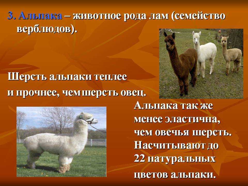 Answer to llama riddle