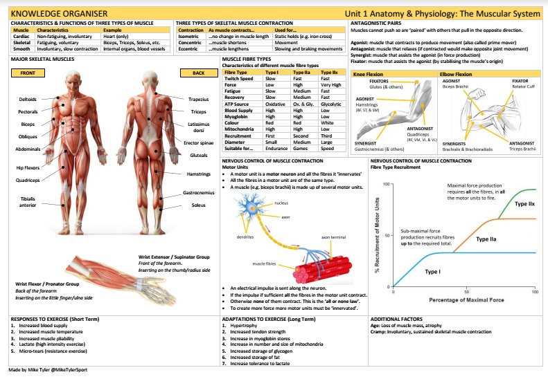 Muscular System