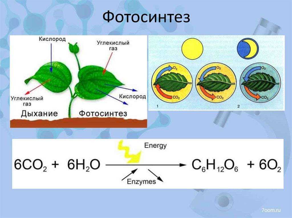 The process of photosynthesis and its significance in the field of biology