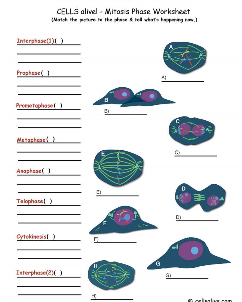 Mitosis Matching Worksheet: What is it?