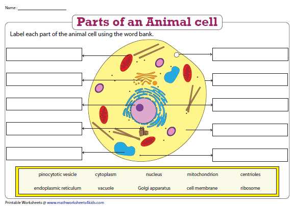 Eukaryotic Cell Structures