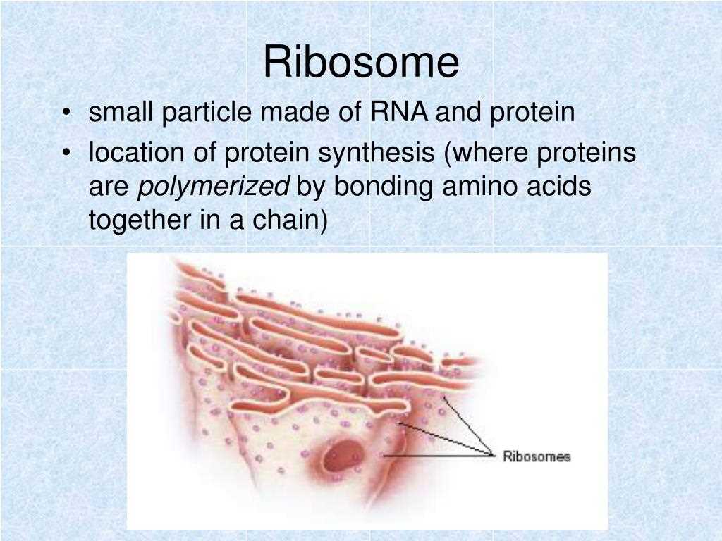 Importance of Ribosomes and Protein Synthesis