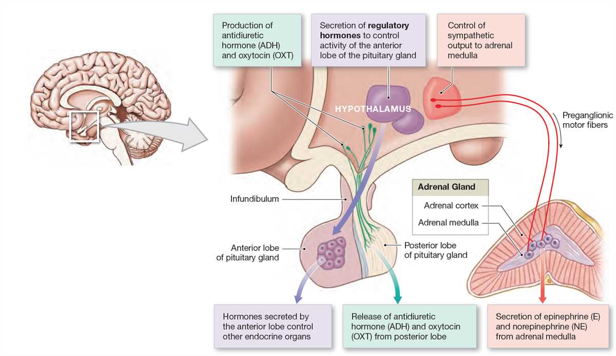 Key Concepts in the Study of Anatomy and Physiology