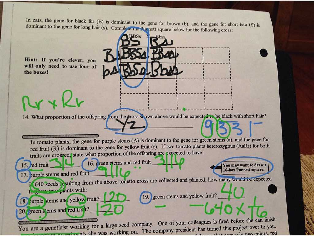 Test Cross Worksheet Answers
