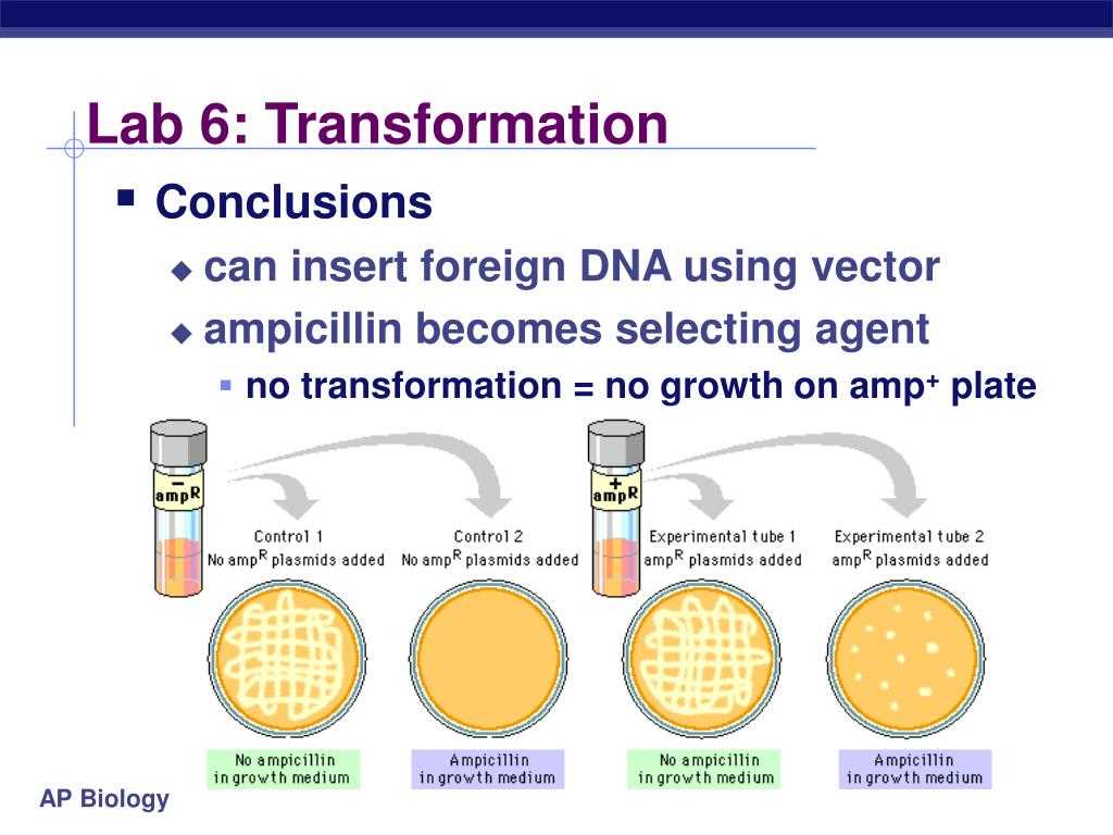 Laboratory 5 and Its Importance in AP Biology