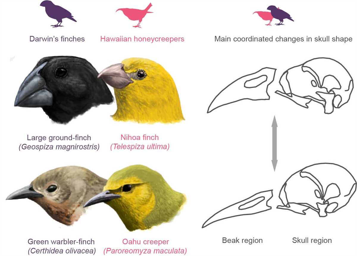 Analyzing the Relationship Between Rainfall and Bird Beak Adaptations: Unveiling the Gizmo Answer Rainfall and bird beaks gizmo answer