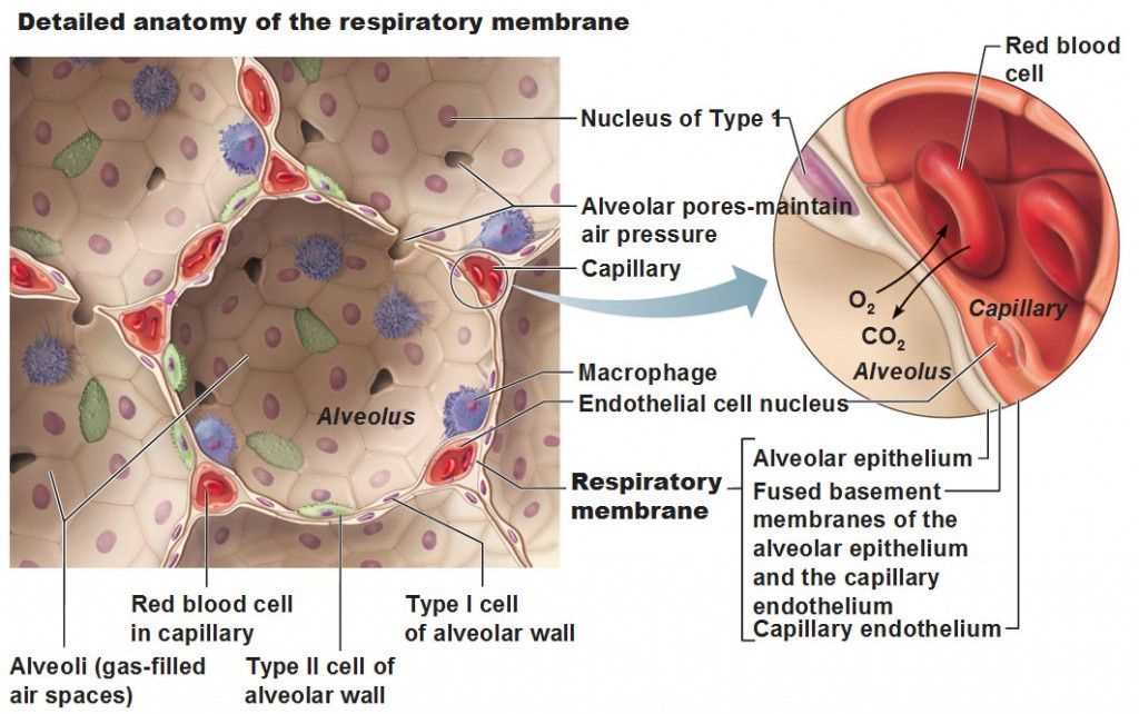 Key Concepts for Bio 202 Exam 1