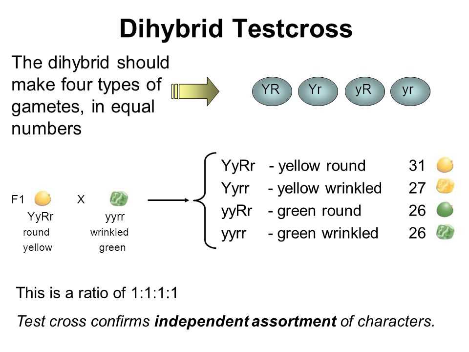 The Importance of Test Cross Worksheet Answers